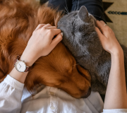 Feature Image: Glandular Therapies for Pet Care