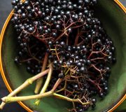 Feature Image: Immune Support in Children: Elderberry