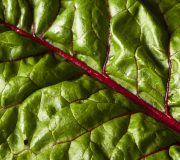 Feature Image: Low Maintenance and Highly Nutritious: Swiss Chard