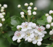 Feature Image: Hawthorn: Heart Health & Antioxidant Activity