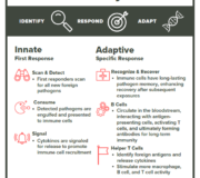 Feature Image: The Body’s Two-Part Immune System