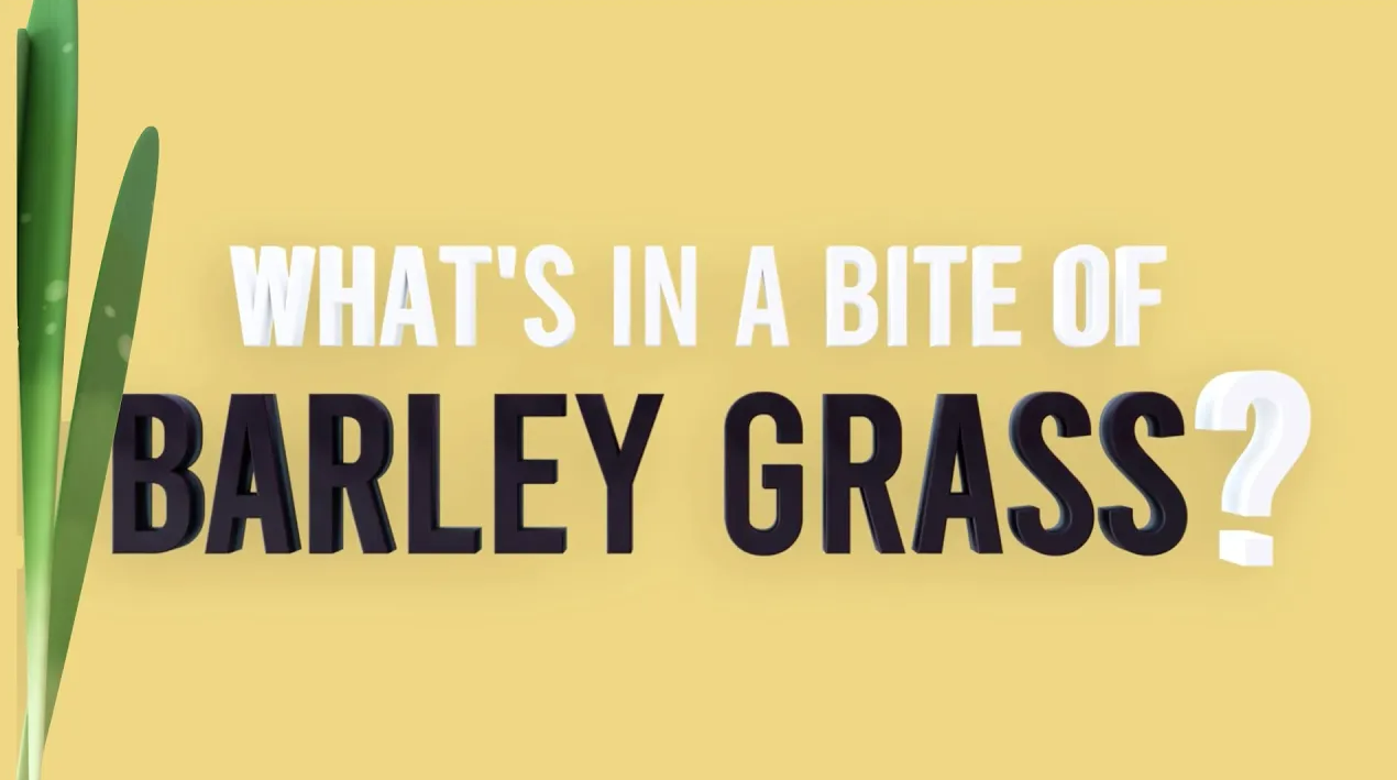 barley grass